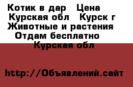 Котик в дар › Цена ­ 1 - Курская обл., Курск г. Животные и растения » Отдам бесплатно   . Курская обл.